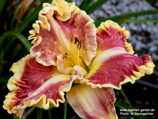 catalog/images/startseite/Wings of Smoke (2).jpg